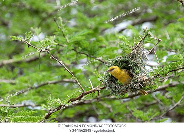 Village Weaver Ploceus cucullatus In the process of building it's nest Mkhuze Game Reserve Kwazulu-Natal, South Africa