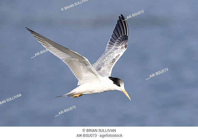 First-winter Elegant Tern (Thalasseus elegans) in flight against the pacific ocean as background