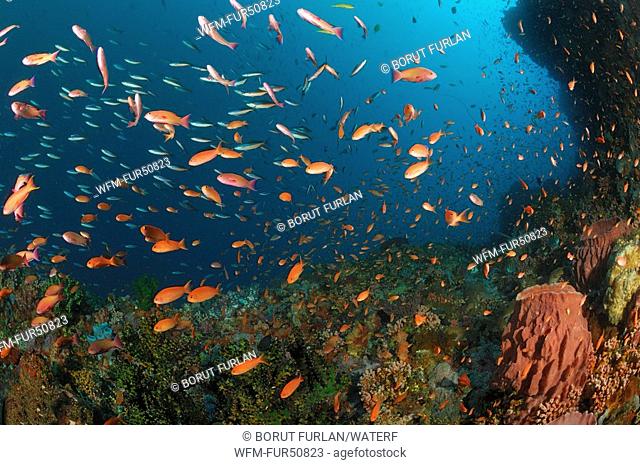 Lyretail Anthias at Coral Reef, Pseudanthias squamipinnis, Alor, Lesser Sunda Islands, Indo-Pacific, Indonesia