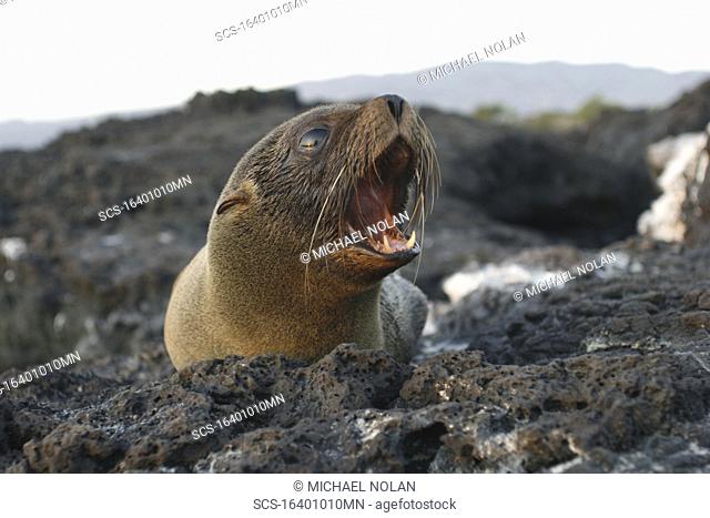 Young Galapagos fur seal Arctocephalus galapagoensis on Isabela Island in the Galapagos Island Group, Ecuador This pinniped is endemic to the Galapagos Islands...