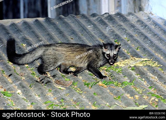 Civet adult Stock Photos and Images | agefotostock