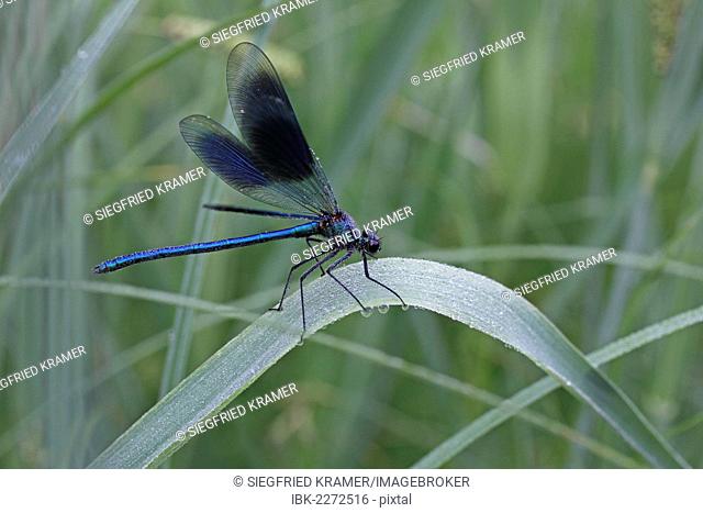 Beautiful Demoiselle (Calopteryx virgo), male, morning dew, on reeds, Ummendorfer Ried, Germany, Europe