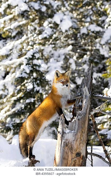 Red Fox (Vulpes vulpes), adult on the outlook, standing in snow, Algonquin Park, Ontario