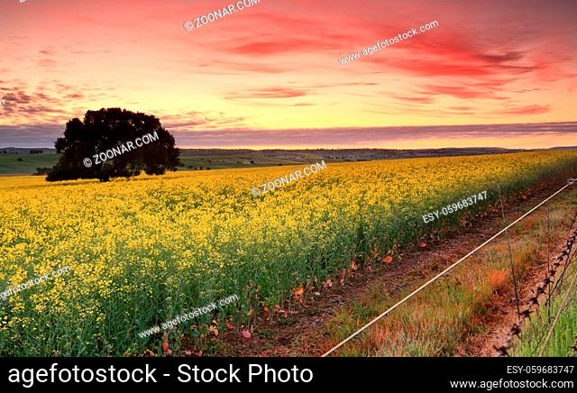 Sunrise over flourishing canola fields in Cowra Shire, Central West NSW