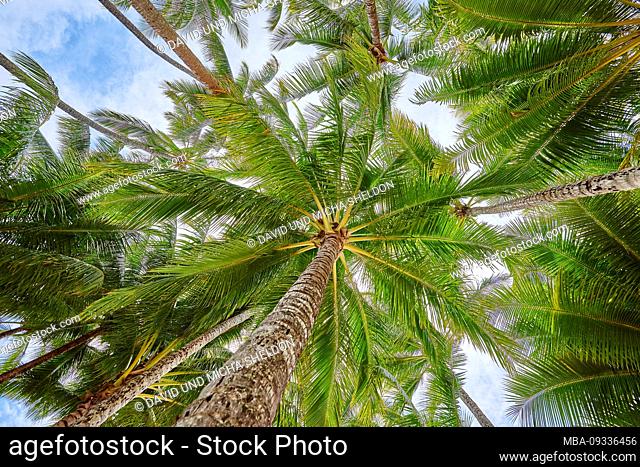 coconut palms, Cocos nucifera, in the morning at Clifton Beach in spring, Queensland, Australia