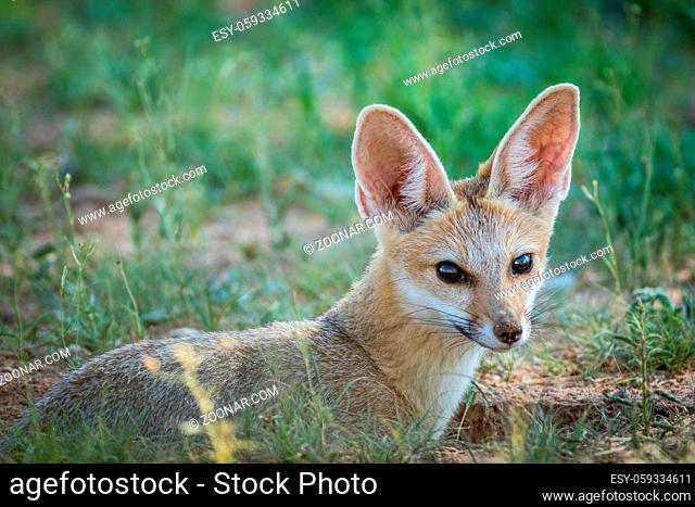 Close up of a Cape fox in the Kalagadi Transfrontier Park, South Africa