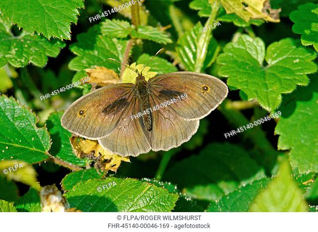 Meadow Brown Maniola jurtina adult male, sunning on leaves, Warren Hill, West Sussex, England, july