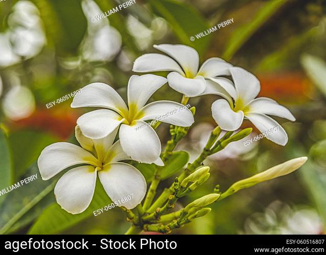 White Yellow Frangipani Plumeria Green Leaves Moorea Tahiti French Polynesia. Plumeria flowers make fragrant beautiful leis.