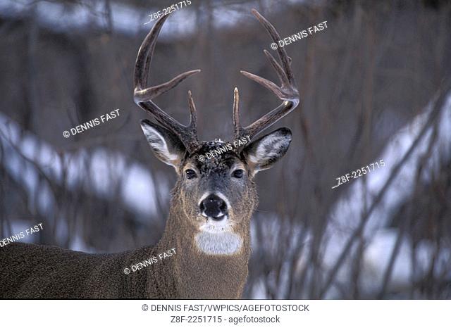 White-tailed Deer buck ( Odocoileus virginianus ) Whitetail in winter wooded landscape southern Manitoba Canada