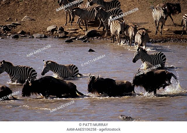 Wildebeest & Common Zebra crossing Mara River with Nile Crocodiles, Maasai Mara Reserve, Kenya