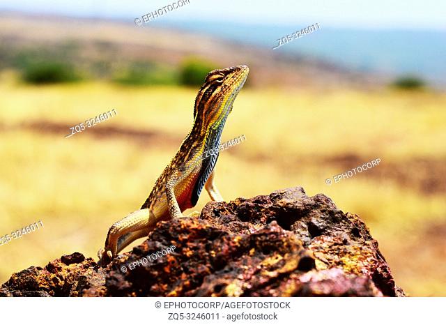 Fan throated lizard, Sitana ponticeriana, Satara district, Maharashtra, India