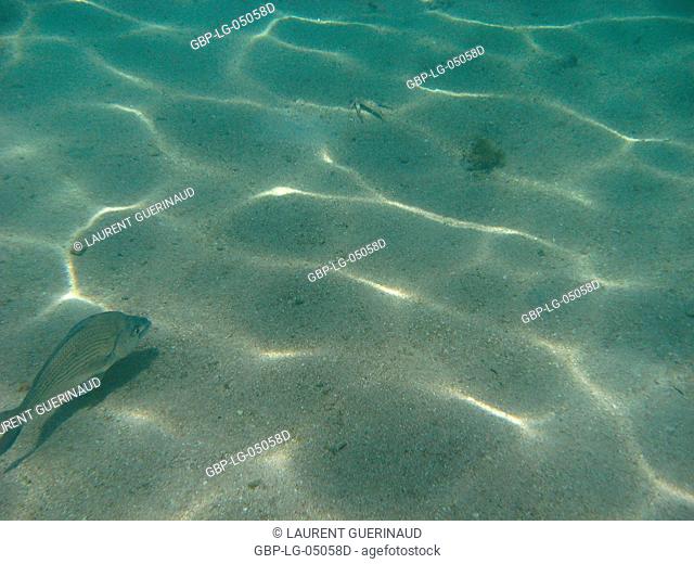 Underwater pictures, Pisces, Ilha Grande, Rio de Janeiro, Brazil
