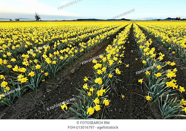 yellow daffodils growing rich soil mount mt. mt