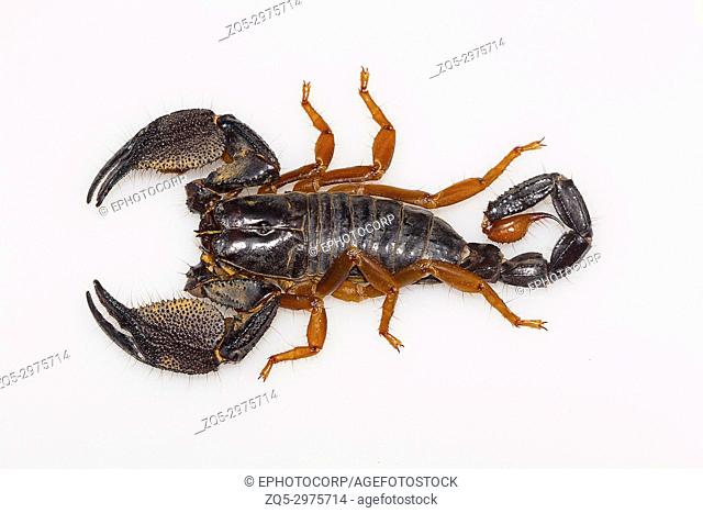 A large burrowing scorpion of the genus Heterometrus from Kanger Ghati National Park, Bastar District, Chhattisgarh