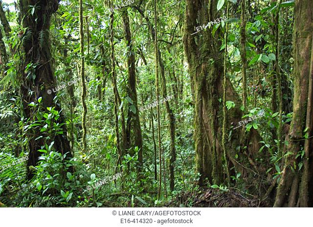 Thick rain forest, Costa Rica