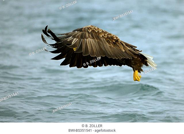 white-tailed sea eagle (Haliaeetus albicilla), after unsuccessful grasping prey, Norway