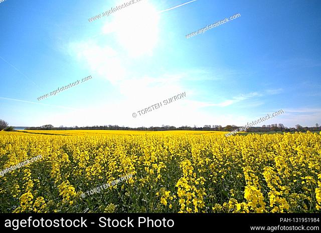 23.04.2020, detail of a rape field against a blue sky with veil clouds near Kius (municipality Ulsnis) in Schleswig-Holstein in full bloom