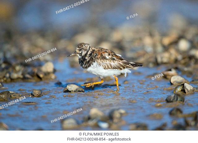 Ruddy Turnstone (Arenaria interpres) adult, moulting to summer plumage, running amongst mussel shells on beach, Norfolk, England, April