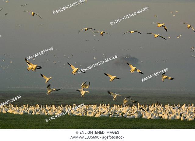 Flocks of Ross's Geese flying for landing in field in during migration, Merced National Wildlife Refuge, Central Valley, California