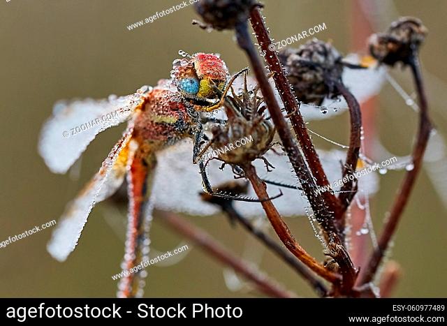 Dragonfly covered in dew drops