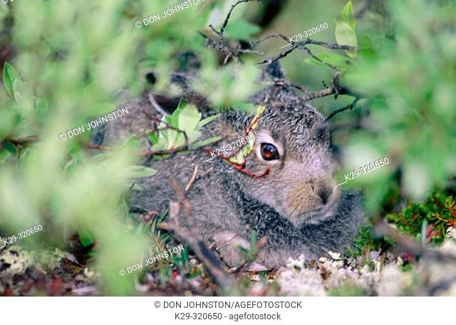 Arctic Hare (Lepus arcticus). Churchill. Manitoba. Canada