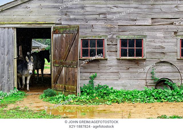 Donkey takes cover in a barn during rain, West Tisbury, Martha's Vineyard, Massachusetts, USA