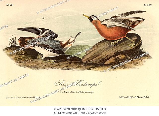 Red Phalarope, Thorshühnchen (Phalaropus fulicaria), Signed: J.J. Audubon, J.T. Bowen, lithograph, Pl. 339 (Vol. 5), Audubon, John James (drawn); Bowen, J