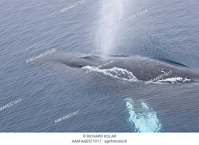 Humpback Whale (Megaptera novaeangliae) Wilhelmina Bay, Antarctica, Monday, February 11, 2008 digital capture