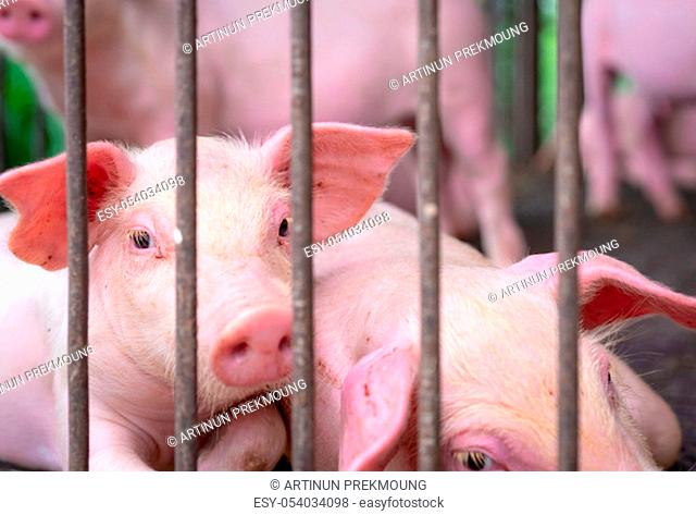 Cute piglet in farm. Sad and healthy small pig. Livestock farming. Meat industry. Animal meat market. African swine fever and swine flu concept