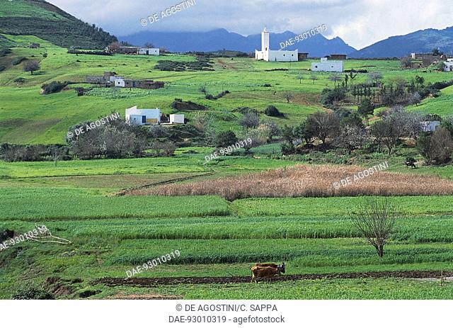 Agricultural landscape with houses and cattle, Rif highland, Morocco