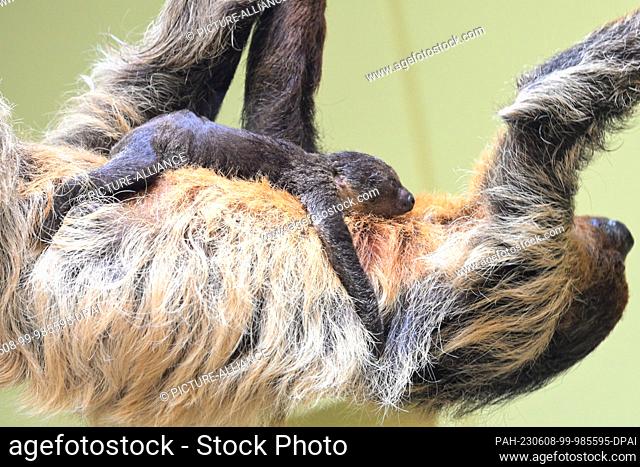 08 June 2023, Saxony, Dresden: A young sloth lies on the belly of female sloth Marlies in the Prof. Brandes House at Dresden Zoo