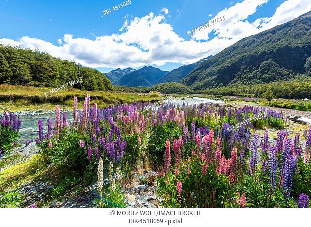 Purple Large-leaved lupines (Lupinus polyphyllus) on a river, Eglington River, Earl Mountains, Fiordland National Park, Te Anau, Southland Region, Southland