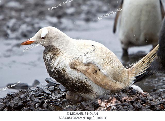 An adult Leucistic Gentoo penguin Pygoscelis papua nesting and incubating two eggs at Gabriel Gonzales Videla Research Station