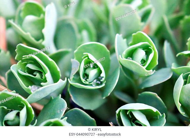 Texture of small, unblown green plants, sedum flowers with stems and dew drops, vegetable background