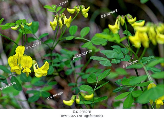 scorpion senna (Coronilla emerus), blooming, Italy, South Tyrol, Dolomites, Fanes-Sennes-Prags Nature Park