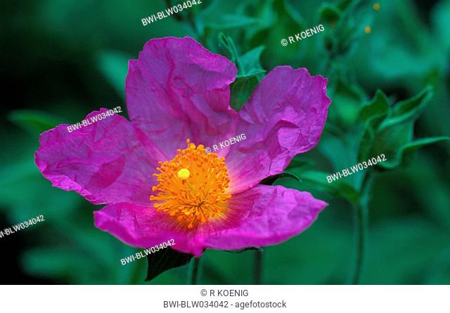 pink rock rose Cistus villosus, Cistus incanus