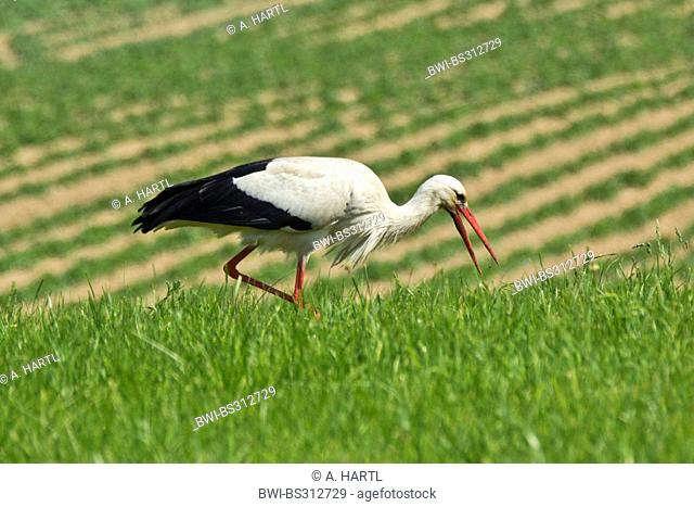 white stork (Ciconia ciconia), on the feed in a meadow, Germany, Bavaria