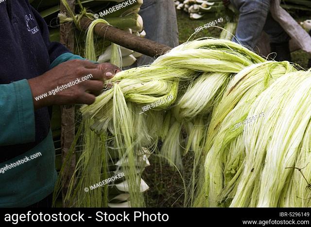 Woman tying Sisal (Agave sisalana) fibres, production of Sisal fibre, Casarpamba, province Imbabura, Ecuador, South America