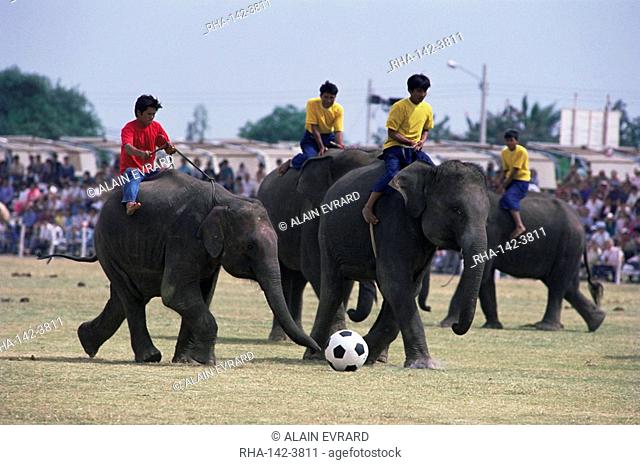 Elephants playing football, Elephant Round-up festival, Surin City, Thailand, Southeast Asia