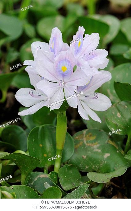 Water Hyacinth Eichhornia sp close-up of flowers, Pantanal, Mato Grosso, Brazil