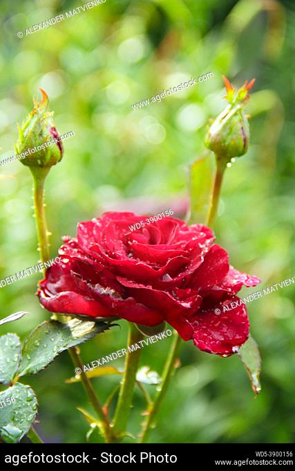 Red rose in garden on blurry green background. Copy space with natural background. Beautiful flower of rose. Flower for holidays. Copy spase for text