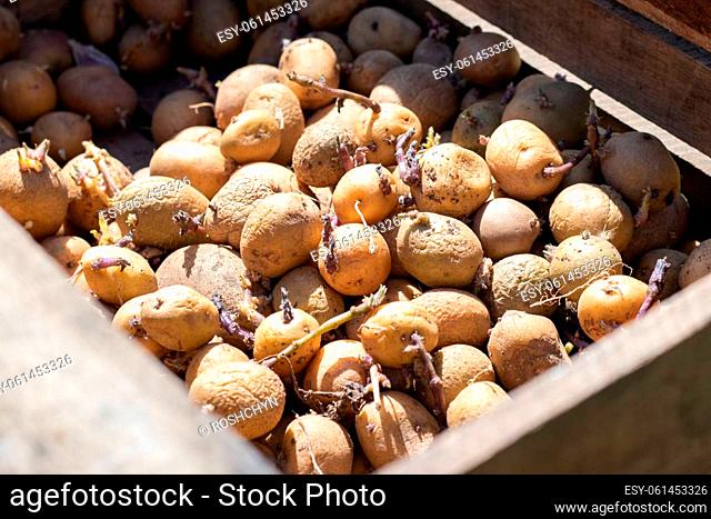 Potatoes for planting with sprouted shoots in a wooden box. Sprouted old seed potatoes. Potato tuber seedlings. The concept of agriculture and gardening