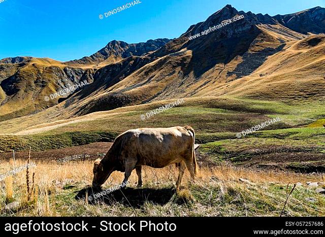 Landscape with cow on Mount Grammos in Greece