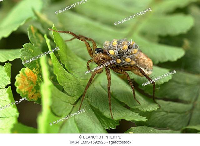 France, Araneae, Lycosidae, Lycose ou Araignée-loup (Pardosa lugubris), femelle portant ses jeunes araignées sur le dos, peu après leur sortie du cocon/France