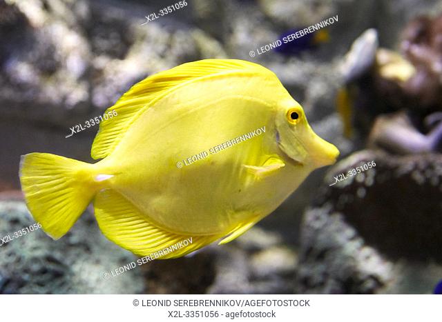 Captive Yellow Tang (Zebrasoma flavescens), a coral reef fish. Dream Aquarium at OCT Harbour. Shenzhen, Guangdong Province, China
