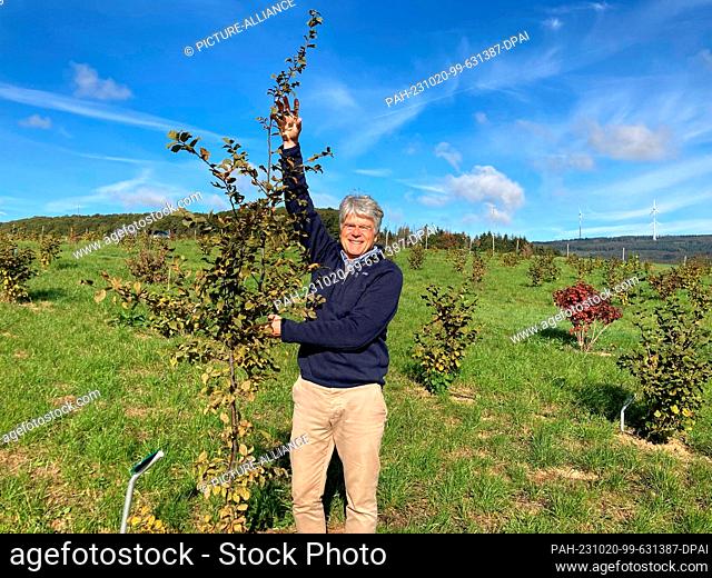 PRODUCTION - 16 October 2023, Rhineland-Palatinate, Seibersbach: Truffle farmer Job von Nell shows a year's growth on a hazelnut tree