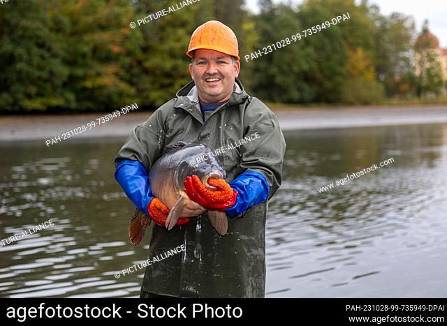28 October 2023, Saxony, Moritzburg: Alexander Scheuch from Teichwirtschaft Moritzburg stands with a heavy mirror carp at the traditional fishing at the castle...