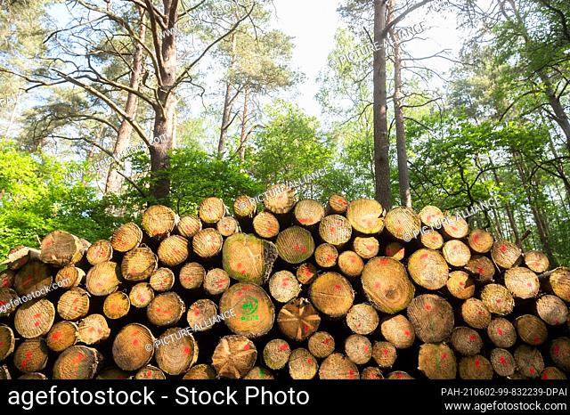 02 June 2021, Lower Saxony, Hambühren: Felled trees lie in a forest in the district of Celle. At the second National Forest Summit