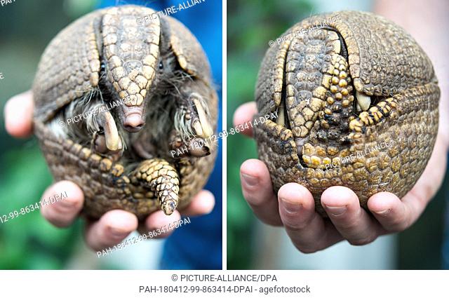 Combo-12 April 2018, Hoyerswerda, Germany: Both photos show a southern banded armadillo (Tolypeutes matacus) in the tropical house of the Hoyerswerda Zoo:...