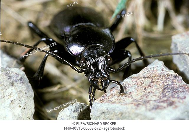 Violet Ground Beetle Carabus violaceus Close-up of head - Powys, Wales